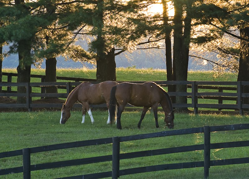 Lynfield Farm8 Ecology & Heritage Sampler Jim Hanna Photography